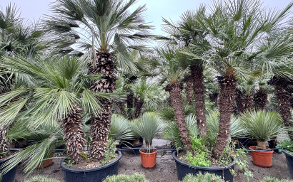 chamaerops humilis ceppaia 